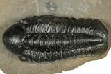 Detailed Reedops Trilobite - Atchana, Morocco #359488-1